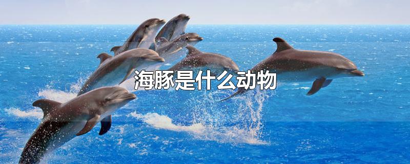 海豚是什么动物