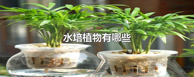 水培植物有哪些-最新水培植物有哪些整理解答