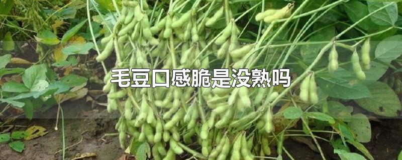 毛豆口感脆是没熟吗-最新毛豆口感脆是没熟吗整理解答