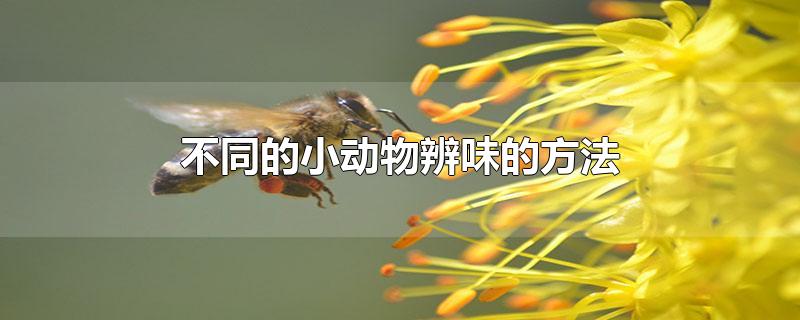 不同的小动物辨味的方法-最新不同的小动物辨味的方法整理解答