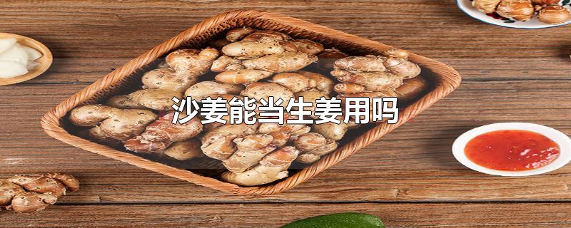 沙姜能当生姜用吗-最新沙姜能当生姜用吗整理解答