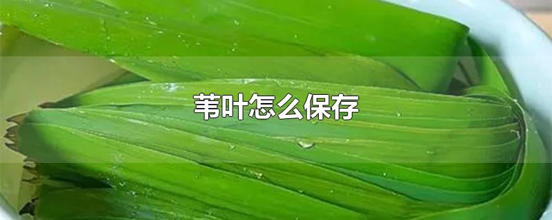 苇叶怎么保存-最新苇叶怎么保存整理解答