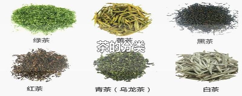 茶的分类