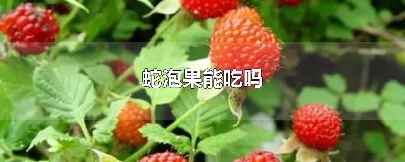 蛇泡果能吃吗-最新蛇泡果能吃吗整理解答