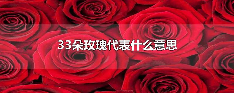 33朵玫瑰代表什么意思