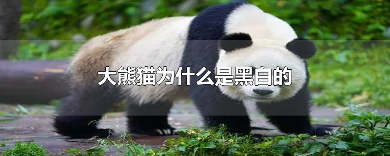 大熊猫为什么是黑白的-最新大熊猫为什么是黑白的整理解答