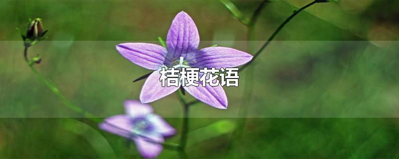 桔梗花语-最新桔梗花语整理解答