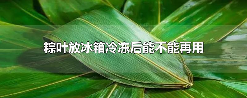 粽叶放冰箱冷冻后能不能再用-最新粽叶放冰箱冷冻后能不能再用整理解答