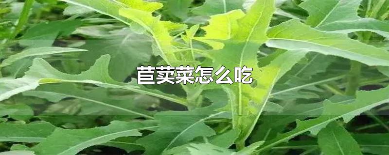 苣荬菜怎么吃