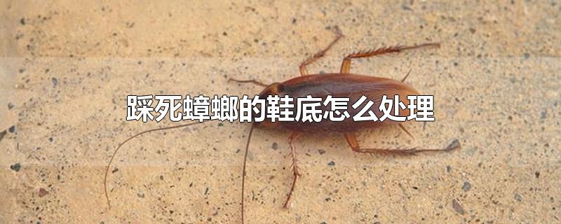 踩死蟑螂的鞋底怎么处理