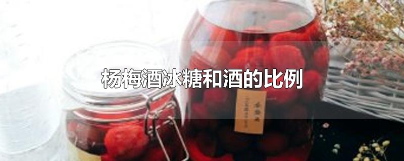 杨梅酒冰糖和酒的比例-最新杨梅酒冰糖和酒的比例整理解答