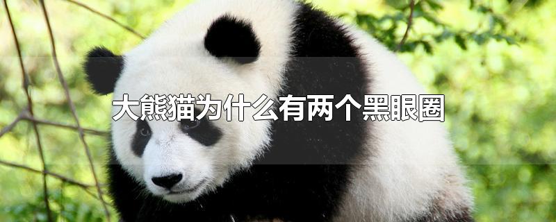 大熊猫为什么有两个黑眼圈-最新大熊猫为什么有两个黑眼圈整理解答