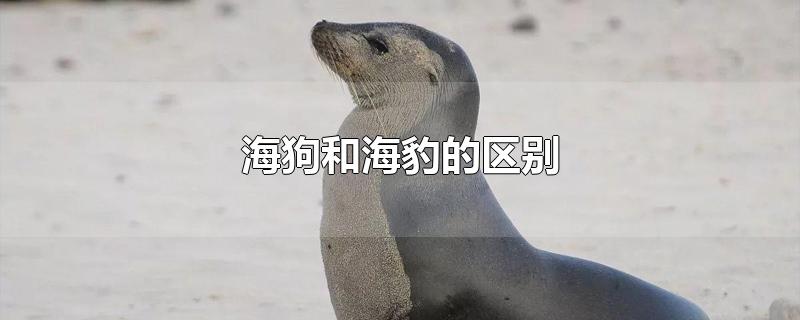 海狗和海豹的区别-最新海狗和海豹的区别整理解答