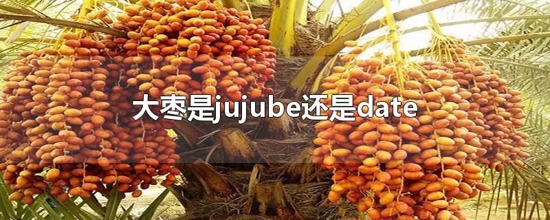 大枣是jujube还是date-最新大枣是jujube还是date整理解答