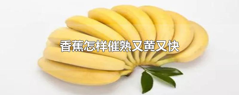 香蕉怎样催熟又黄又快-最新香蕉怎样催熟又黄又快整理解答