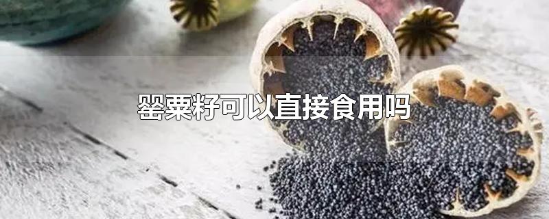 罂粟籽可以直接食用吗-最新罂粟籽可以直接食用吗整理解答