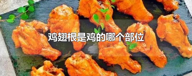 鸡翅根是鸡的哪个部位-最新鸡翅根是鸡的哪个部位整理解答