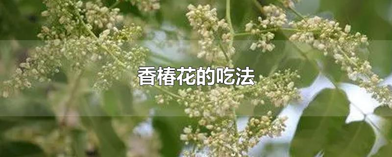 香椿花的吃法