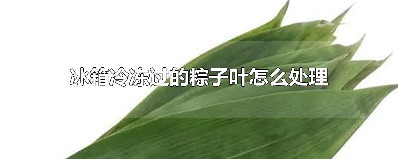 冰箱冷冻过的粽子叶怎么处理-最新冰箱冷冻过的粽子叶怎么处理整理解答