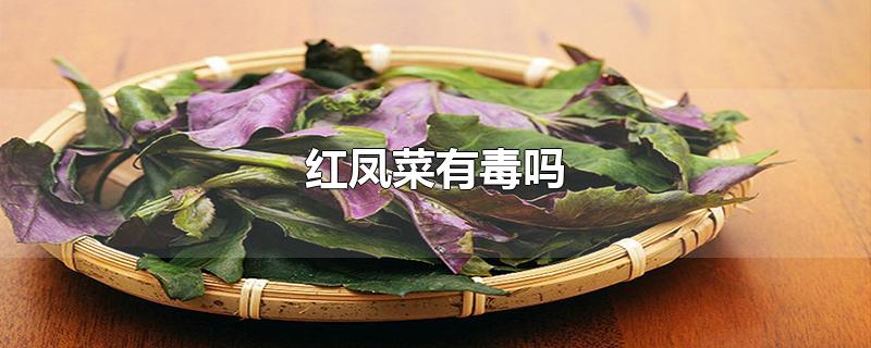 红凤菜有毒吗-最新红凤菜有毒吗整理解答