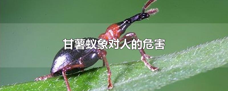 甘薯蚁象对人的危害-最新甘薯蚁象对人的危害整理解答