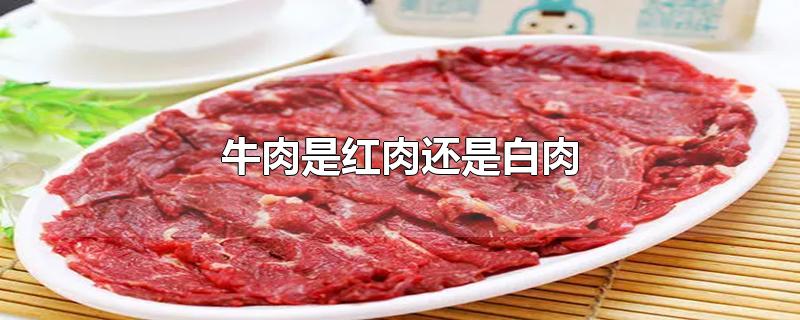 牛肉是红肉还是白肉-最新牛肉是红肉还是白肉整理解答