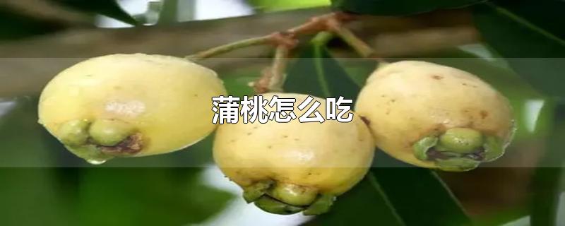 蒲桃怎么吃