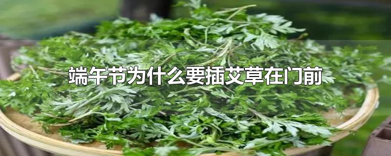 端午节为什么要插艾草在门前-最新端午节为什么要插艾草在门前整理解答