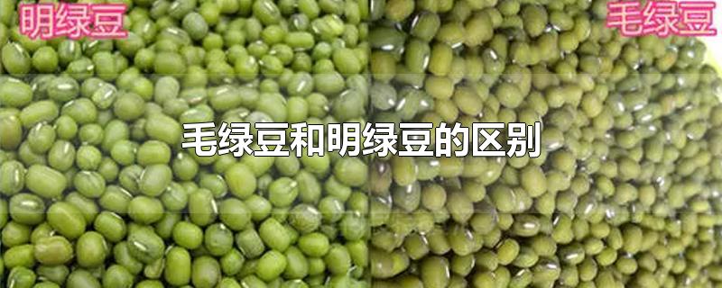 毛绿豆和明绿豆的区别-最新毛绿豆和明绿豆的区别整理解答