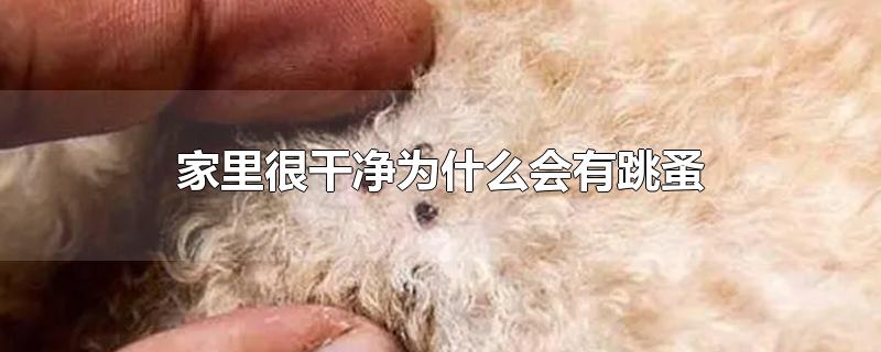 家里很干净为什么会有跳蚤