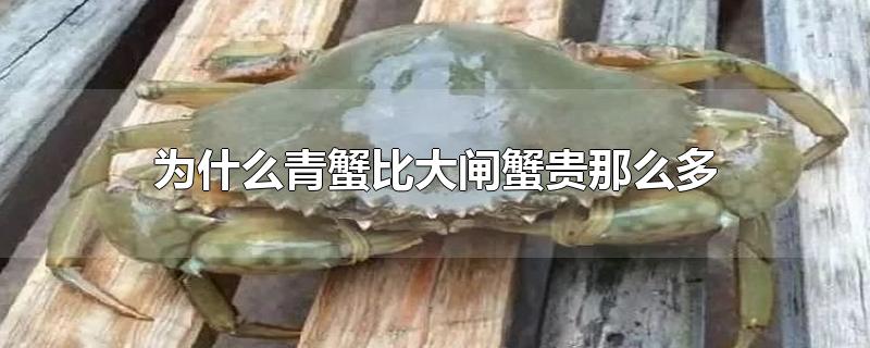 为什么青蟹比大闸蟹贵那么多-最新为什么青蟹比大闸蟹贵那么多整理解答