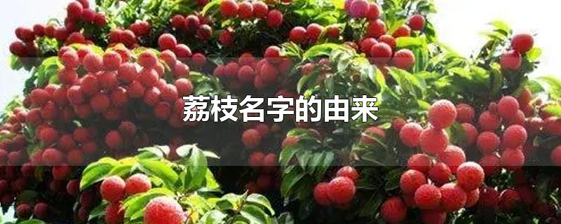 荔枝名字的由来-最新荔枝名字的由来整理解答