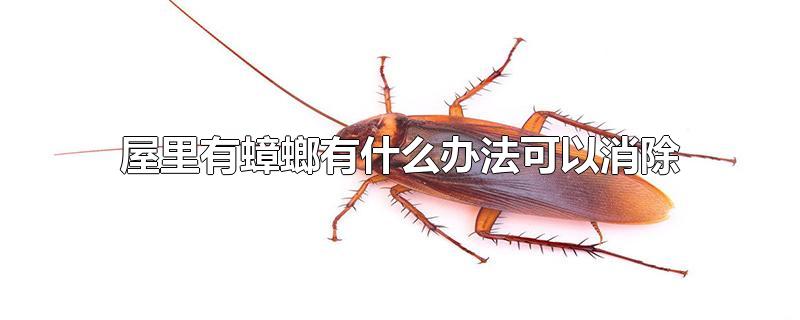 屋里有蟑螂有什么办法可以消除-最新屋里有蟑螂有什么办法可以消除整理解答