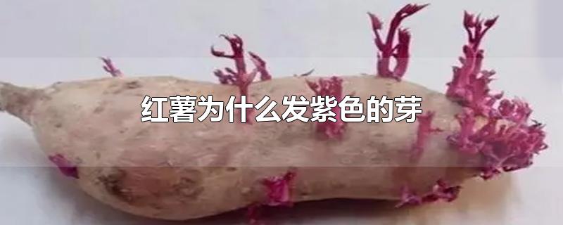 红薯为什么发紫色的芽-最新红薯为什么发紫色的芽整理解答