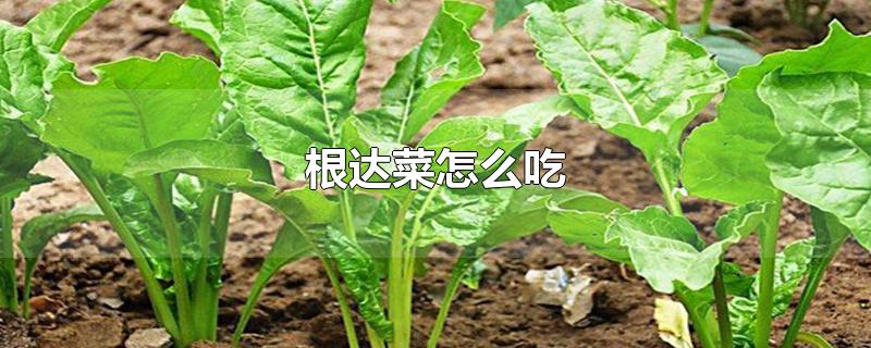 根达菜怎么吃-最新根达菜怎么吃整理解答