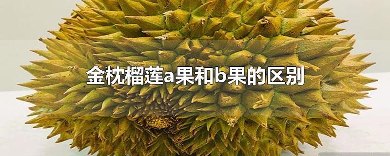 金枕榴莲a果和b果的区别-最新金枕榴莲a果和b果的区别整理解答