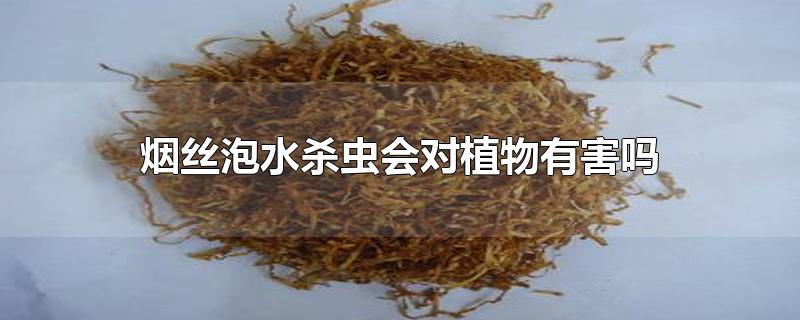 烟丝泡水杀虫会对植物有害吗