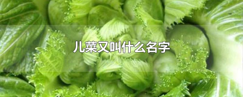 儿菜又叫什么名字