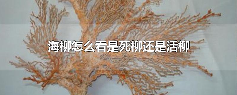 海柳怎么看是死柳还是活柳-最新海柳怎么看是死柳还是活柳整理解答