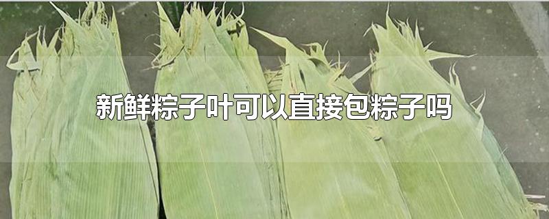 新鲜粽子叶可以直接包粽子吗-最新新鲜粽子叶可以直接包粽子吗整理解答