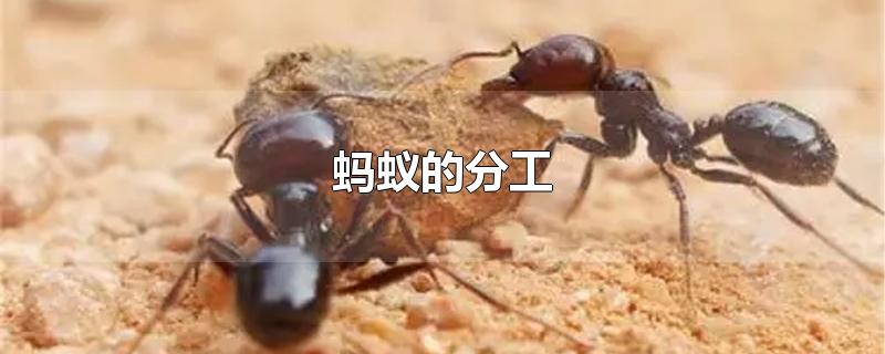 蚂蚁的分工