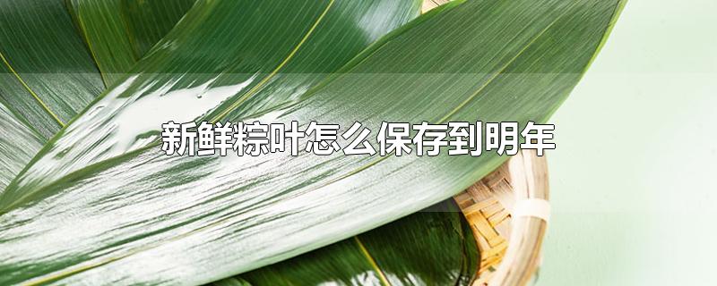 新鲜粽叶怎么保存到明年-最新新鲜粽叶怎么保存到明年整理解答