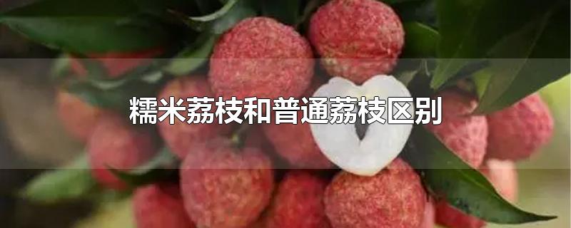 糯米荔枝和普通荔枝区别