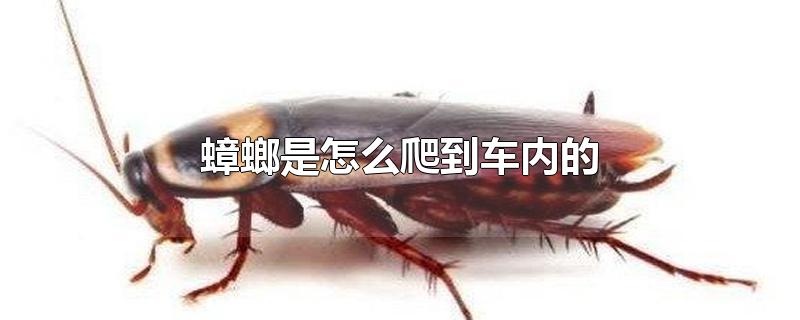 蟑螂是怎么爬到车内的