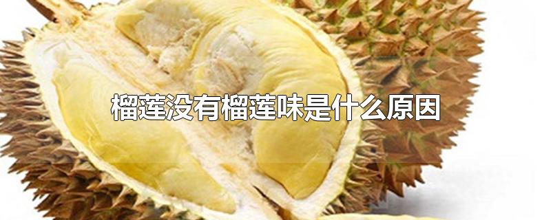 榴莲没有榴莲味是什么原因-最新榴莲没有榴莲味是什么原因整理解答