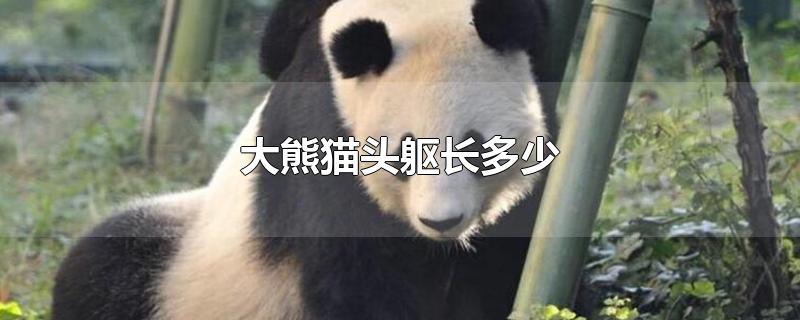 大熊猫头躯长多少