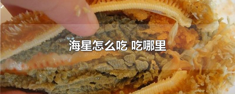 海星怎么吃 吃哪里-最新海星怎么吃 吃哪里整理解答