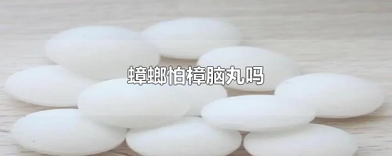 蟑螂怕樟脑丸吗