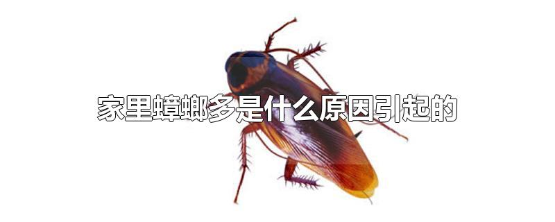 家里蟑螂多是什么原因引起的