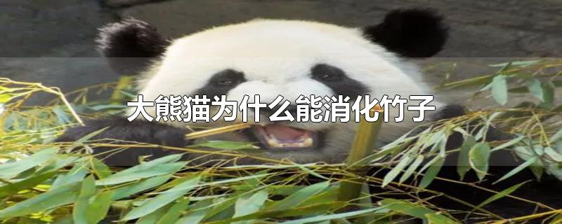 大熊猫为什么能消化竹子-最新大熊猫为什么能消化竹子整理解答